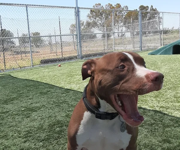 dog248