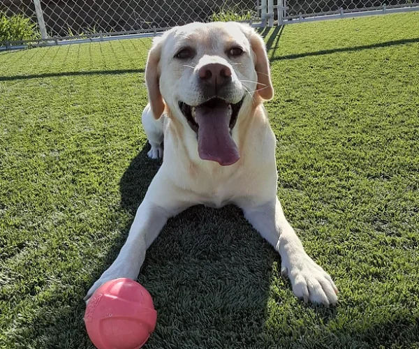 dog110