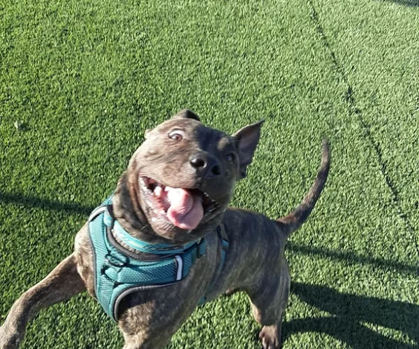 dog112