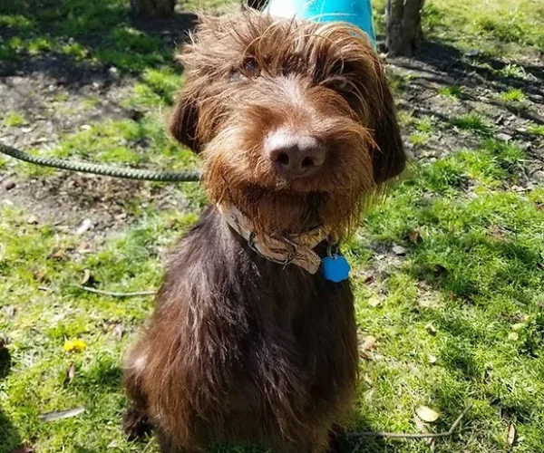 dog 70