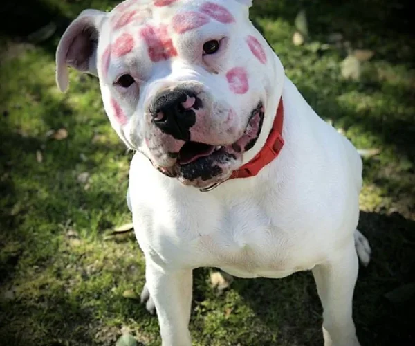 Dog 36