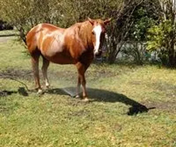 horse 1